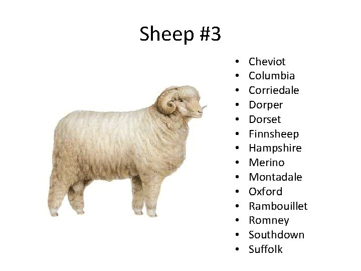Sheep #3 • • • • Cheviot Columbia Corriedale Dorper Dorset Finnsheep Hampshire Merino Sheep #3 • • • • Cheviot Columbia Corriedale Dorper Dorset Finnsheep Hampshire Merino