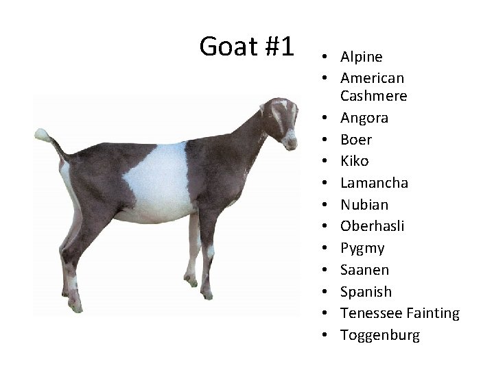 Goat #1 • Alpine • American Cashmere • Angora • Boer • Kiko • Goat #1 • Alpine • American Cashmere • Angora • Boer • Kiko •