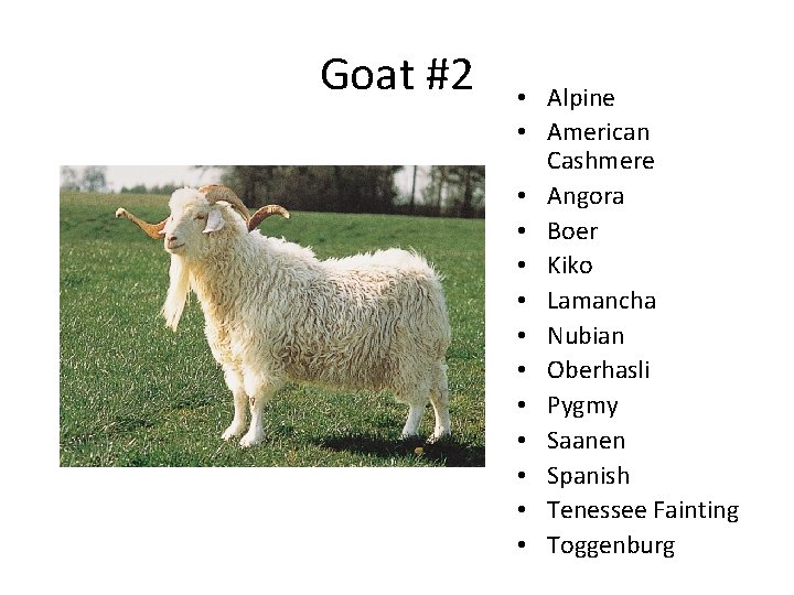 Goat #2 • Alpine • American Cashmere • Angora • Boer • Kiko • Goat #2 • Alpine • American Cashmere • Angora • Boer • Kiko •