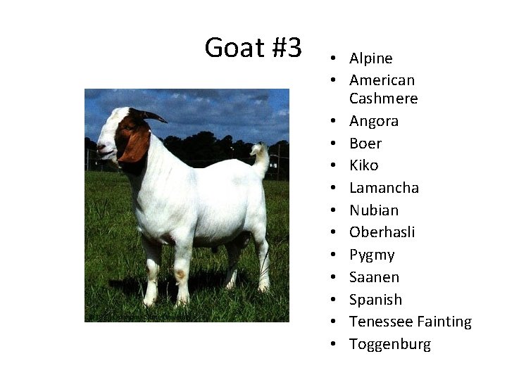 Goat #3 • Alpine • American Cashmere • Angora • Boer • Kiko • Goat #3 • Alpine • American Cashmere • Angora • Boer • Kiko •