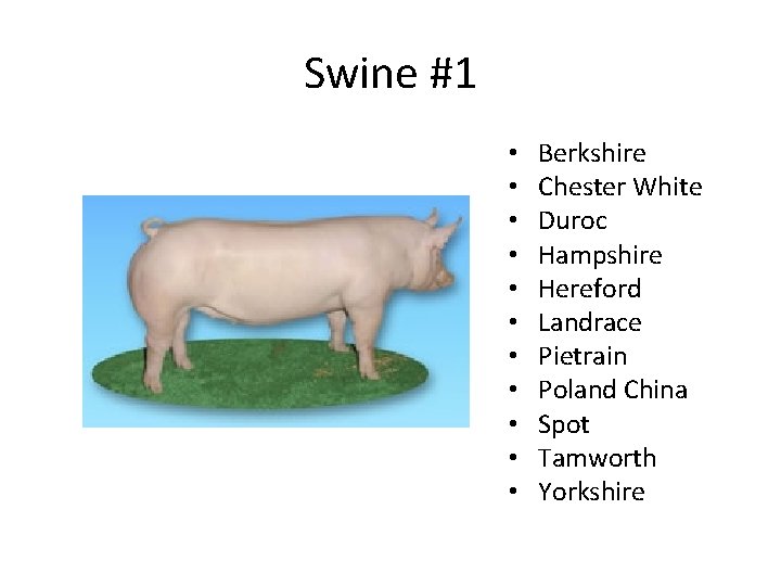 Swine #1 • • • Berkshire Chester White Duroc Hampshire Hereford Landrace Pietrain Poland Swine #1 • • • Berkshire Chester White Duroc Hampshire Hereford Landrace Pietrain Poland