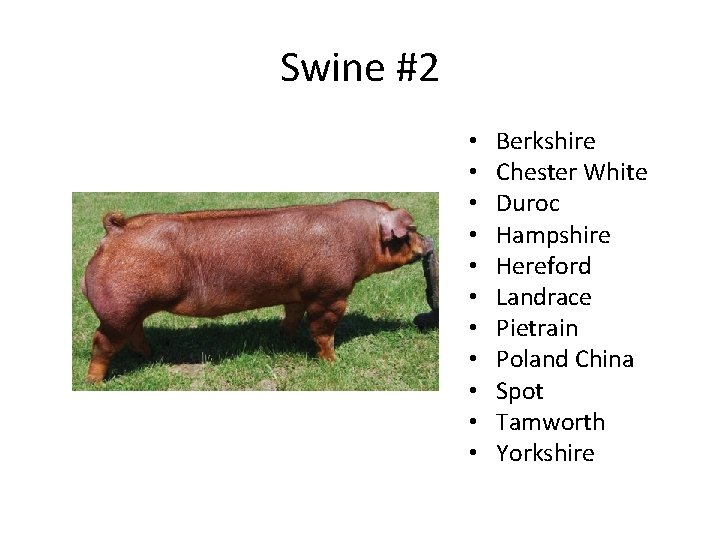 Swine #2 • • • Berkshire Chester White Duroc Hampshire Hereford Landrace Pietrain Poland Swine #2 • • • Berkshire Chester White Duroc Hampshire Hereford Landrace Pietrain Poland