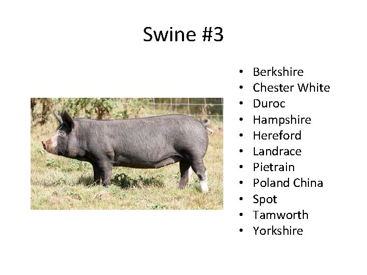 Swine #3 • • • Berkshire Chester White Duroc Hampshire Hereford Landrace Pietrain Poland Swine #3 • • • Berkshire Chester White Duroc Hampshire Hereford Landrace Pietrain Poland
