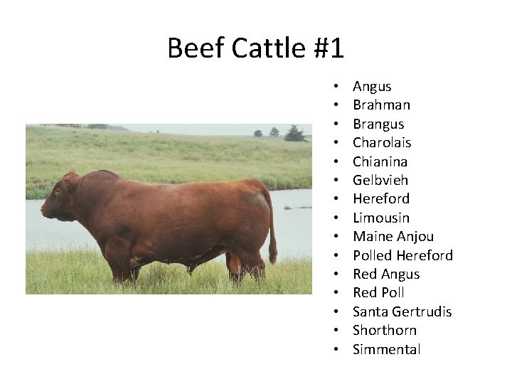 Beef Cattle #1 • • • • Angus Brahman Brangus Charolais Chianina Gelbvieh Hereford Beef Cattle #1 • • • • Angus Brahman Brangus Charolais Chianina Gelbvieh Hereford
