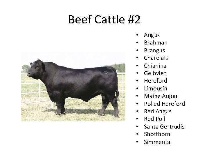 Beef Cattle #2 • • • • Angus Brahman Brangus Charolais Chianina Gelbvieh Hereford Beef Cattle #2 • • • • Angus Brahman Brangus Charolais Chianina Gelbvieh Hereford