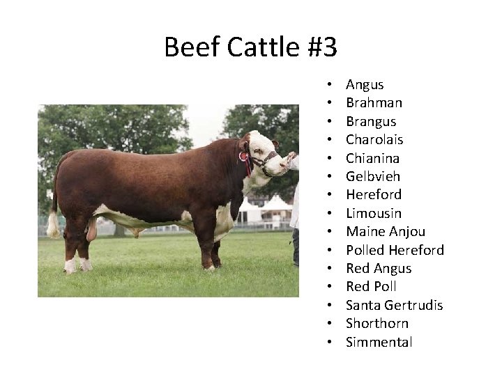 Beef Cattle #3 • • • • Angus Brahman Brangus Charolais Chianina Gelbvieh Hereford Beef Cattle #3 • • • • Angus Brahman Brangus Charolais Chianina Gelbvieh Hereford