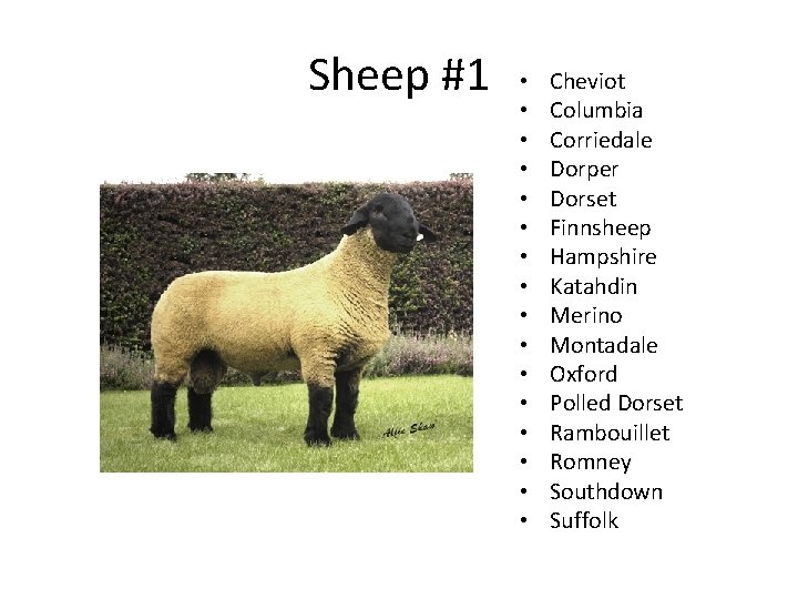 Sheep #1 • • • • Cheviot Columbia Corriedale Dorper Dorset Finnsheep Hampshire Katahdin Sheep #1 • • • • Cheviot Columbia Corriedale Dorper Dorset Finnsheep Hampshire Katahdin