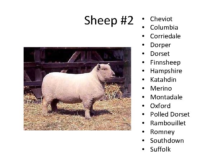 Sheep #2 • • • • Cheviot Columbia Corriedale Dorper Dorset Finnsheep Hampshire Katahdin Sheep #2 • • • • Cheviot Columbia Corriedale Dorper Dorset Finnsheep Hampshire Katahdin