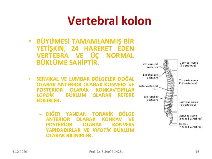 Vertebral kolon • BÜYÜMESİ TAMAMLANMIŞ BİR YETİŞKİN, 24 HAREKET EDEN VERTEBRA VE ÜÇ NORMAL