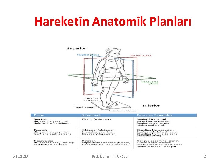 Hareketin Anatomik Planları 5. 12. 2020 Prof. Dr. Fehmi TUNCEL 2 