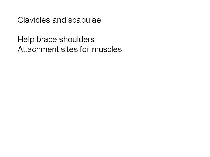 Clavicles and scapulae Help brace shoulders Attachment sites for muscles 