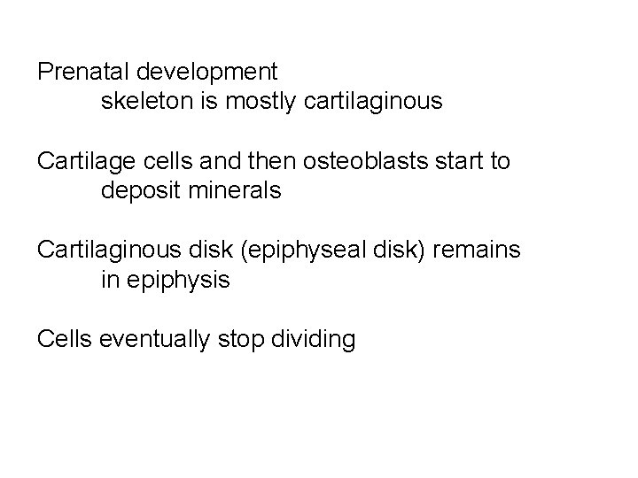 Prenatal development skeleton is mostly cartilaginous Cartilage cells and then osteoblasts start to deposit