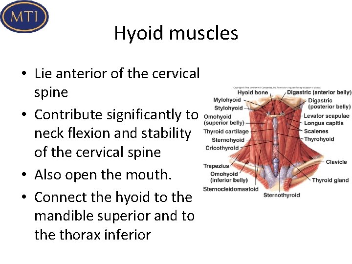 Hyoid muscles • Lie anterior of the cervical spine • Contribute significantly to neck