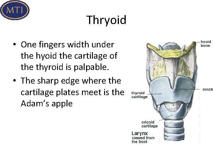 Thryoid • One fingers width under the hyoid the cartilage of the thyroid is