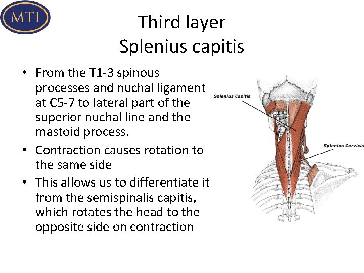 Third layer Splenius capitis • From the T 1 -3 spinous processes and nuchal
