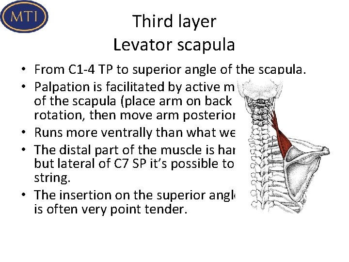 Third layer Levator scapula • From C 1 -4 TP to superior angle of