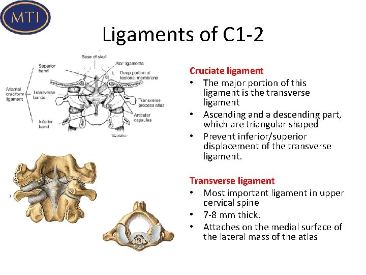 Ligaments of C 1 -2 Cruciate ligament • The major portion of this ligament