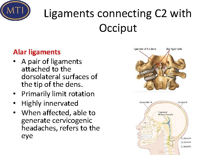 Ligaments connecting C 2 with Occiput Alar ligaments • A pair of ligaments attached