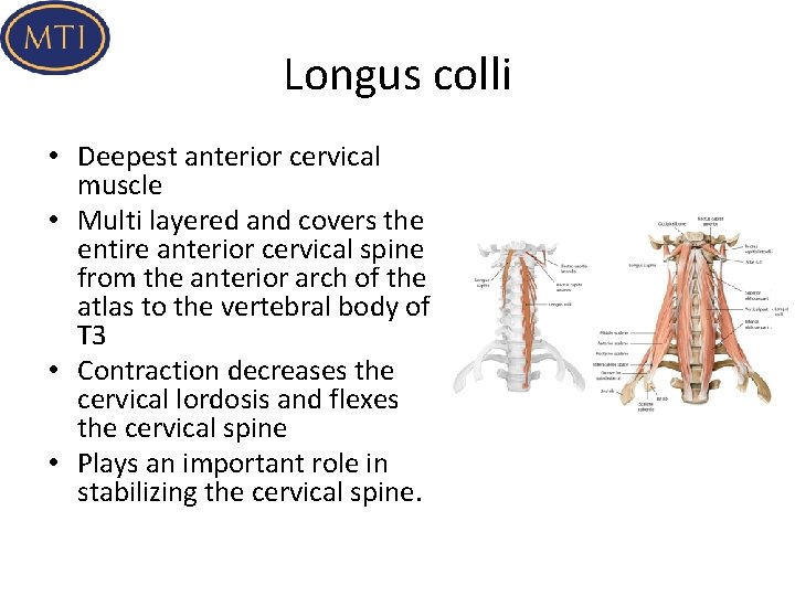 Longus colli • Deepest anterior cervical muscle • Multi layered and covers the entire
