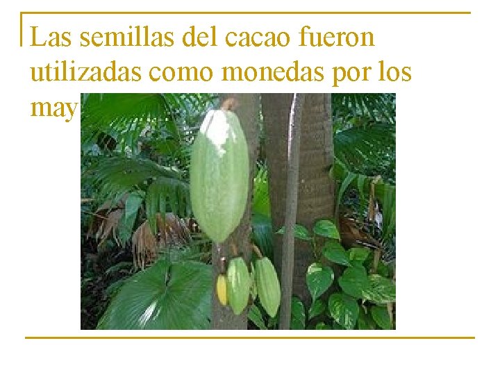 Las semillas del cacao fueron utilizadas como monedas por los mayas. 