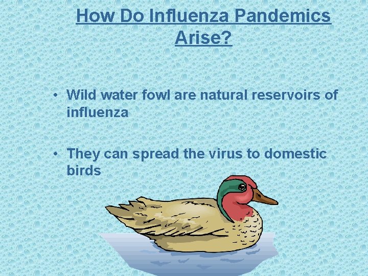 How Do Influenza Pandemics Arise? • Wild water fowl are natural reservoirs of influenza