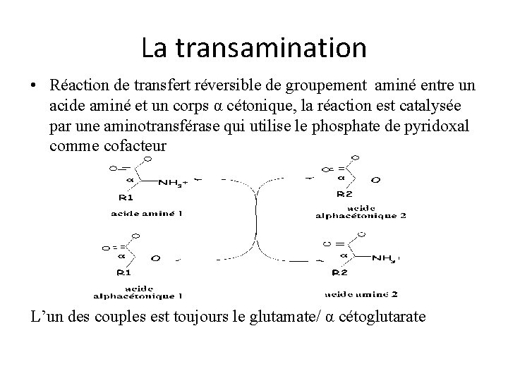 La transamination • Réaction de transfert réversible de groupement aminé entre un acide aminé