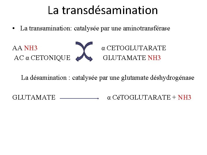 La transdésamination • La transamination: catalysée par une aminotransférase AA NH 3 α CETOGLUTARATE