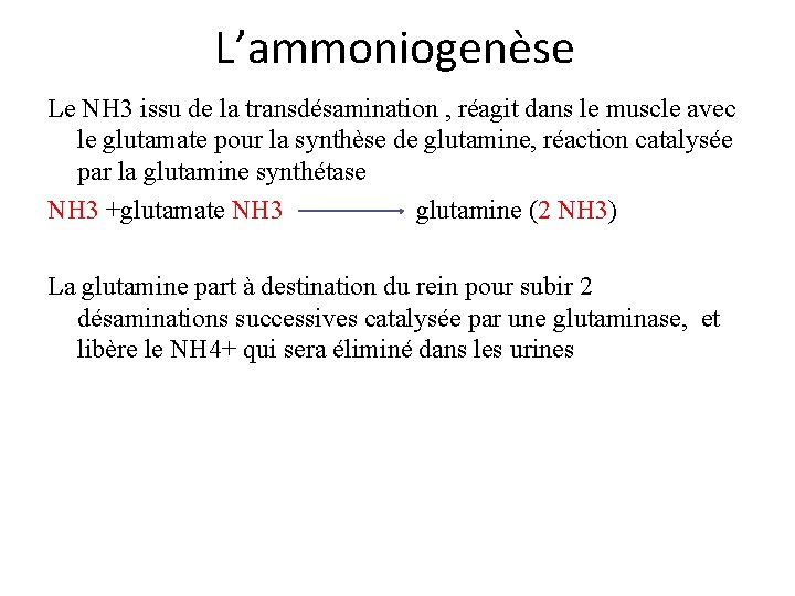 L’ammoniogenèse Le NH 3 issu de la transdésamination , réagit dans le muscle avec