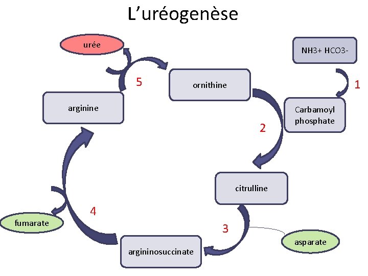 L’uréogenèse urée NH 3+ HCO 3 - 5 1 ornithine arginine 2 Carbamoyl phosphate