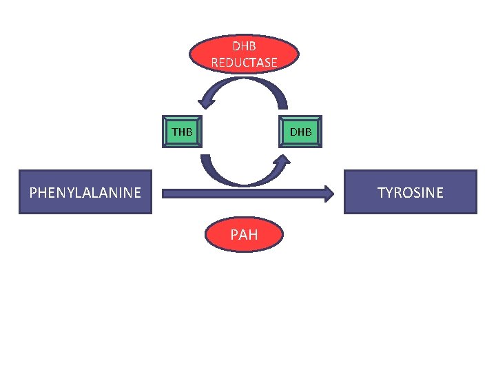DHB REDUCTASE THB DHB PHENYLALANINE TYROSINE PAH 