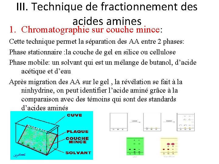 III. Technique de fractionnement des acides amines 1. Chromatographie sur couche mince: Cette technique