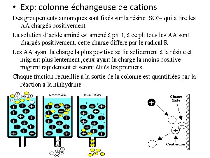  • Exp: colonne échangeuse de cations Des groupements anioniques sont fixés sur la