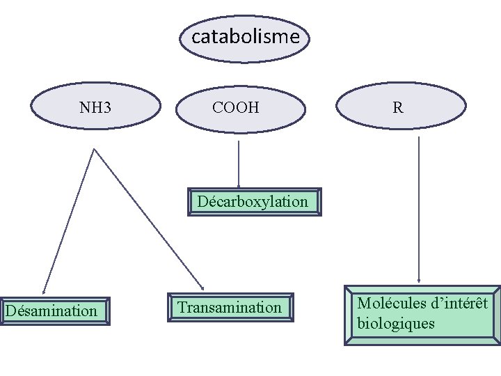 catabolisme NH 3 COOH R Décarboxylation Désamination Transamination Molécules d’intérêt biologiques 