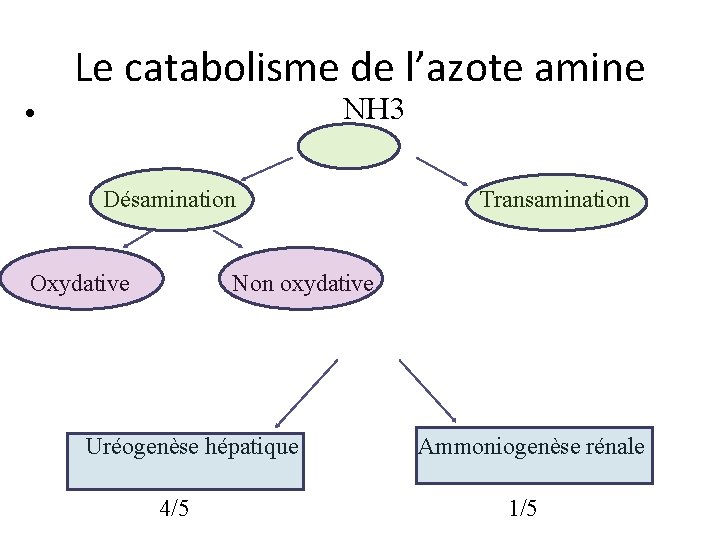 Le catabolisme de l’azote amine NH 3 • Désamination Oxydative Transamination Non oxydative Uréogenèse