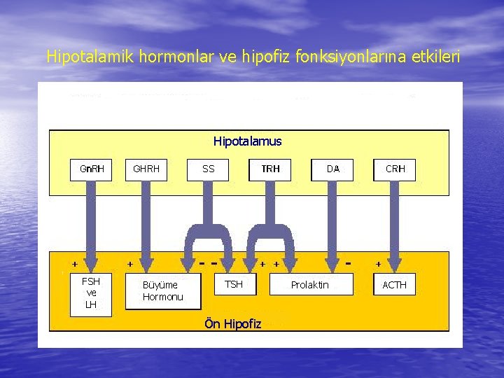 Hipotalamik hormonlar ve hipofiz fonksiyonlarına etkileri Hipotalamus FSH ve LH Büyüme Hormonu TSH Ön