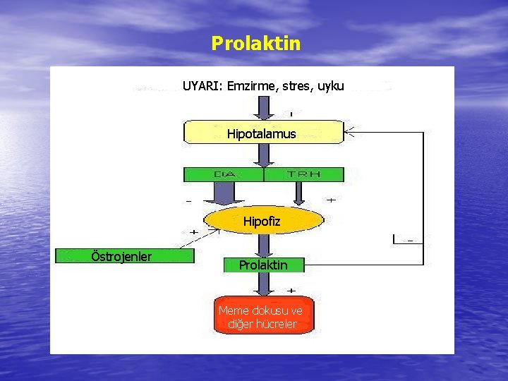 Prolaktin UYARI: Emzirme, stres, uyku Hipotalamus Hipofiz Östrojenler Prolaktin Meme dokusu ve diğer hücreler
