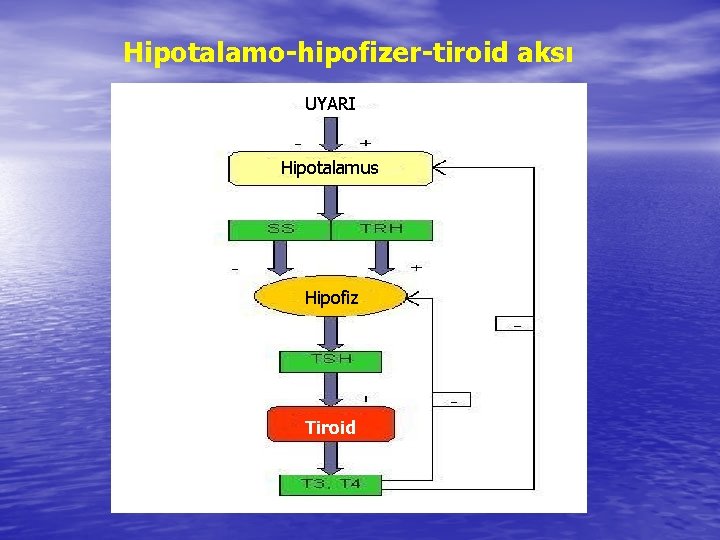 Hipotalamo-hipofizer-tiroid aksı UYARI Hipotalamus Hipofiz Tiroid 