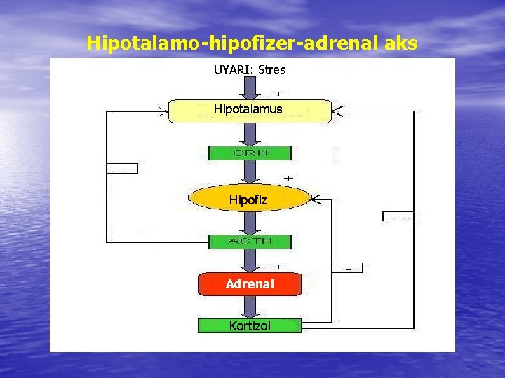 Hipotalamo-hipofizer-adrenal aks UYARI: Stres Hipotalamus Hipofiz Adrenal Kortizol 