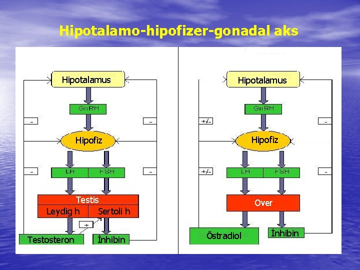 Hipotalamo-hipofizer-gonadal aks Hipotalamus Hipofiz Testis Leydig h Sertoli h Over Testosteron İnhibin Östradiol İnhibin