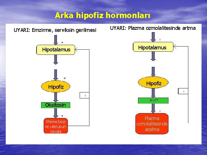 Arka hipofiz hormonları UYARI: Emzirme, serviksin gerilmesi UYARI: Plazma ozmolalitesinde artma Hipotalamus Hipofiz Oksitosin