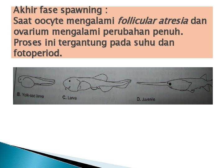 Akhir fase spawning : Saat oocyte mengalami follicular atresia dan ovarium mengalami perubahan penuh.