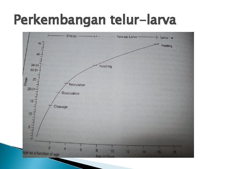 Perkembangan telur-larva 