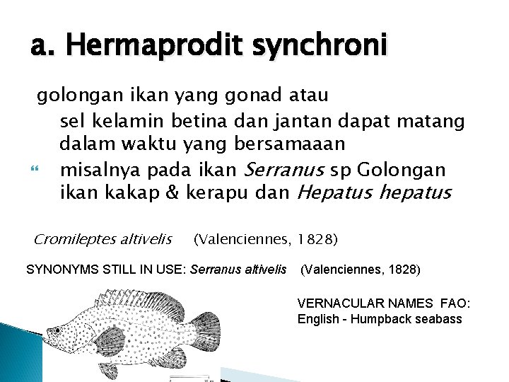 a. Hermaprodit synchroni golongan ikan yang gonad atau sel kelamin betina dan jantan dapat