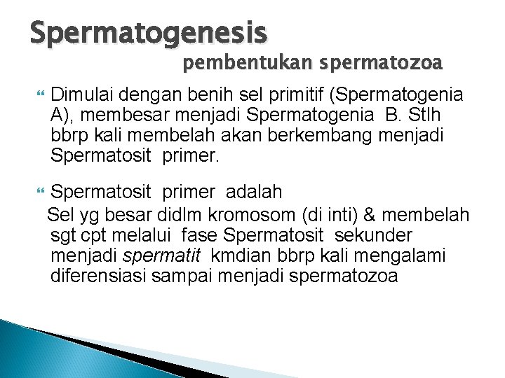 Spermatogenesis pembentukan spermatozoa Dimulai dengan benih sel primitif (Spermatogenia A), membesar menjadi Spermatogenia B.