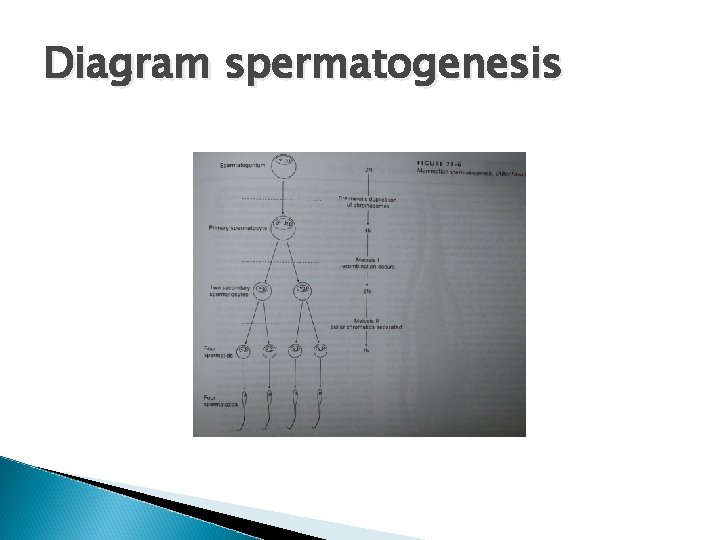 Diagram spermatogenesis 