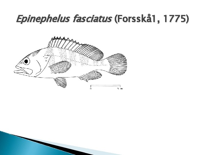 Epinephelus fasciatus (Forsskå 1, 1775) 