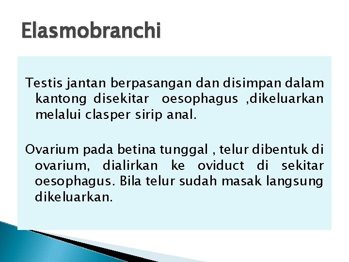 Elasmobranchi Testis jantan berpasangan disimpan dalam kantong disekitar oesophagus , dikeluarkan melalui clasper sirip