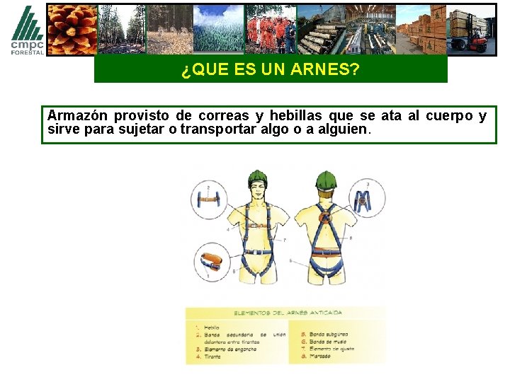 ¿QUE ES UN ARNES? Armazón provisto de correas y hebillas que se ata al