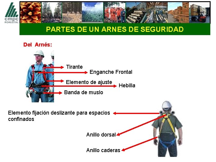 PARTES DE UN ARNES DE SEGURIDAD Del Arnés: Tirante Enganche Frontal Elemento de ajuste