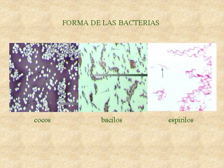 FORMA DE LAS BACTERIAS cocos bacilos espirilos 